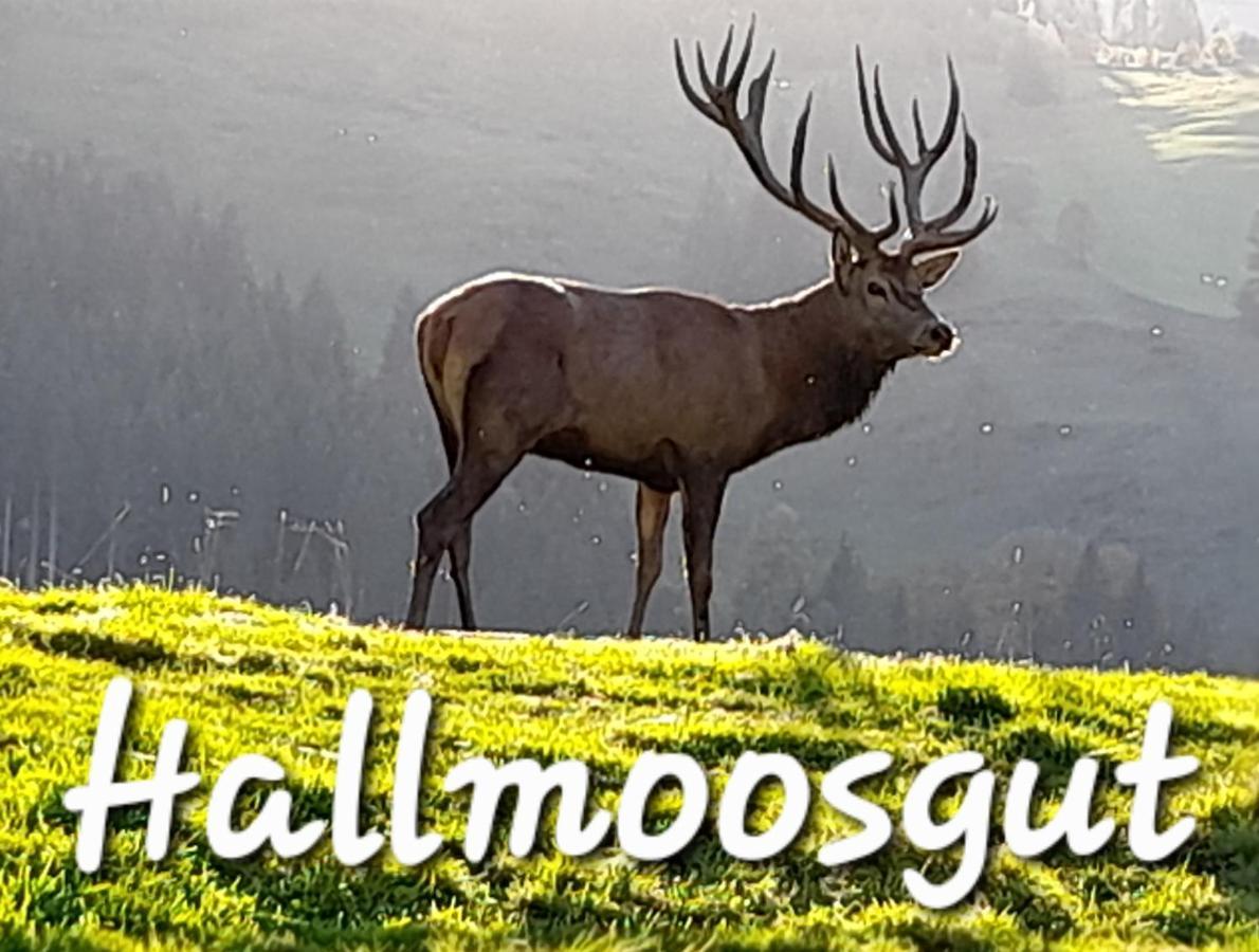 Hallmoosgut Sankt Johann im Pongau Luaran gambar