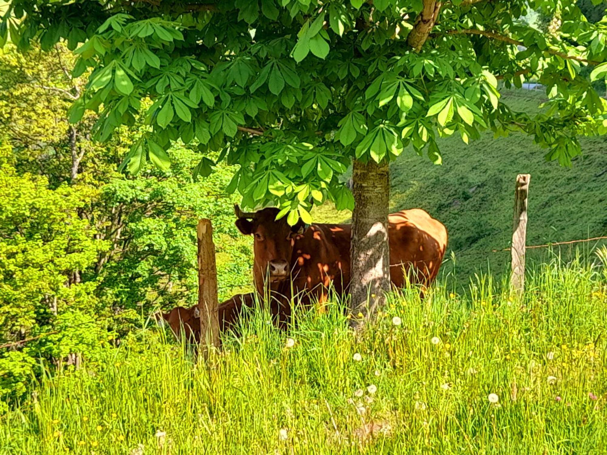 Hallmoosgut Sankt Johann im Pongau Luaran gambar