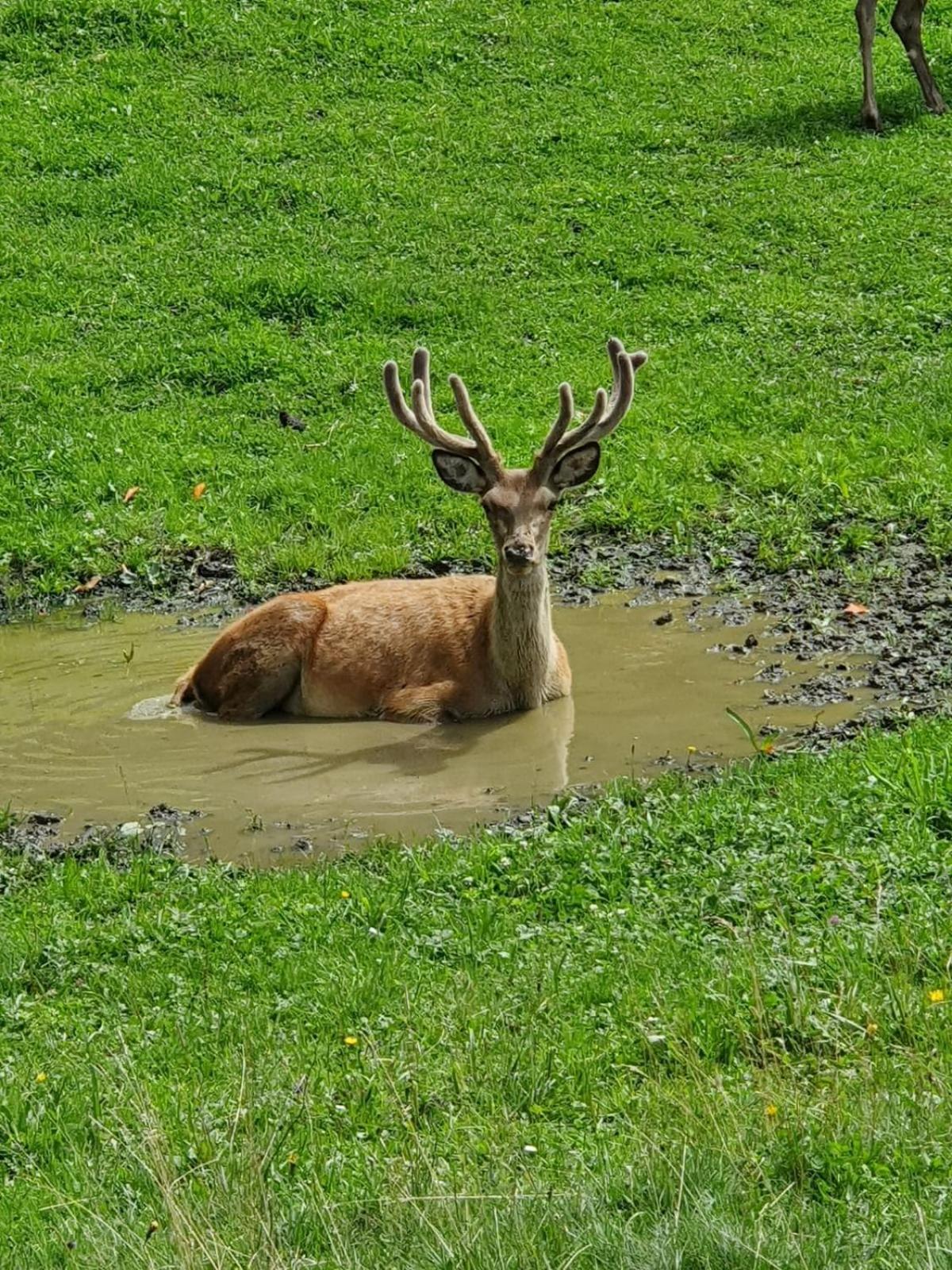 Hallmoosgut Sankt Johann im Pongau Luaran gambar